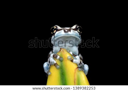 Tiny amazon milk frog on bud with black background, Panda Bear Tree Frog