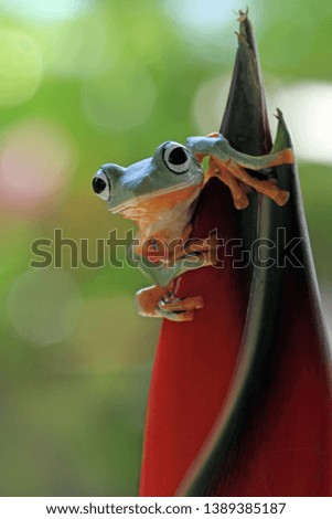 Flying frog sit on flower buds, beautiful tree frog on branch, rachophorus reinwardtii, Javan tree frog