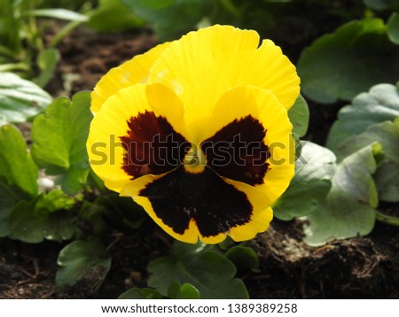 Pansies in a city flower bed