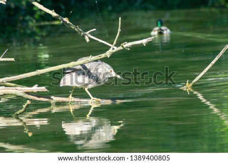 night heron puppy on a lake