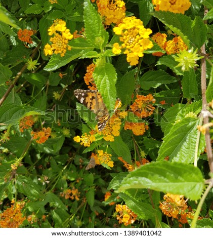 Painted Lady butterfly also known as Vanessa Cardui sitting on the Lantana Camara flowers
