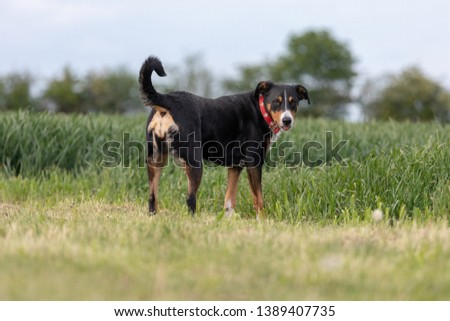 Appenzeller Sennenhund. The dog is standing in the park in spring. Portrait of a Appenzeller Mountain Dog. 