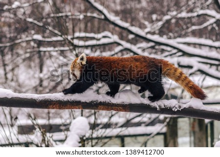 Red panda or lesser panda animal in winter conditions. Red Panda walking on snow or climbing a tree in winter frozen environment.