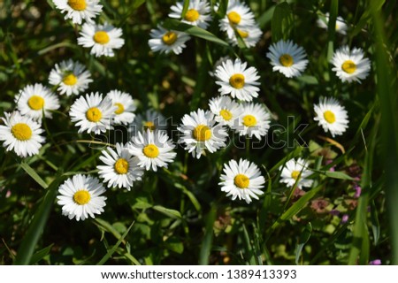 Meadow with daisy, green grass and leaves in the early spring.
