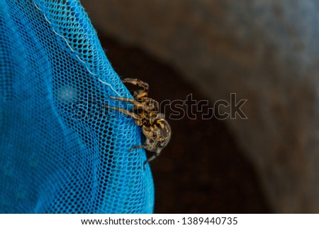A big ugly jumping spider tarantula is sitting on a net. adult hairy wolf spider crawling close up macro.