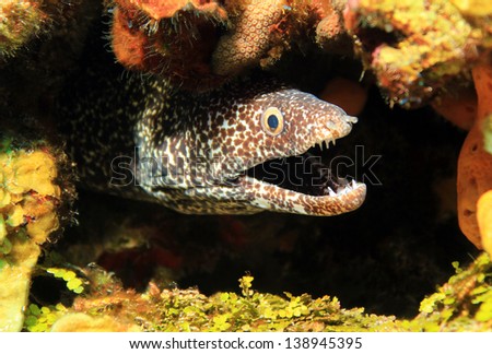 Close-up of a Spotted Moray (Gymnothorax Moringa) With Open Mouth, Cozumel, Mexico