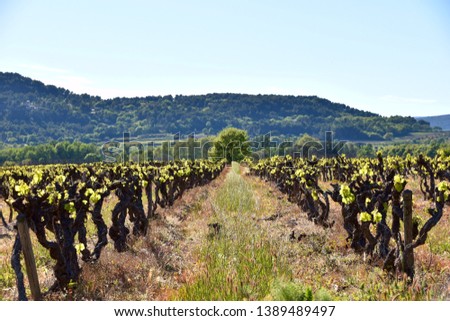 Beautiful vineryard in France destined to produce the finest wines