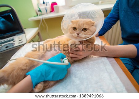 The doctor does an ultrasound examination of the cat's abdomen, an animal on the operating table, a doctor and a patient, a veterinary clinic Royalty-Free Stock Photo #1389491066