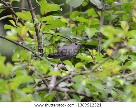 A slaty gray catbird profile view framed in twigs and green leaves of a nannyberry viburnum shrub on a cloudy spring day