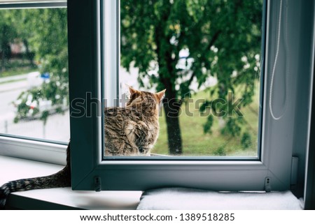 The cat got out of the window