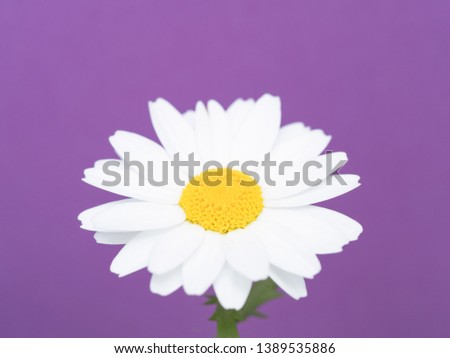 Northpole flower photographed on a purple background