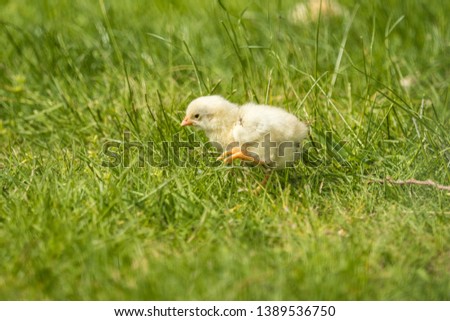 close up of a little yellow chick running on green grasses on a sunny day Royalty-Free Stock Photo #1389536750