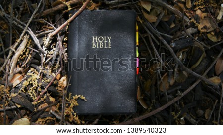 The Holy Bible cover with twigs and leaves.