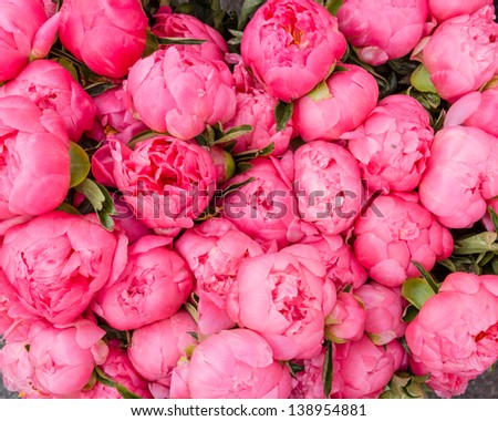 Freshly picked bouquet of peony flowers on display at the farmers market