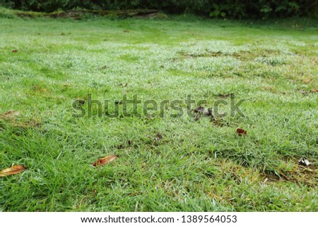 freshness water dew drop on green grass garden, image morning in nature background