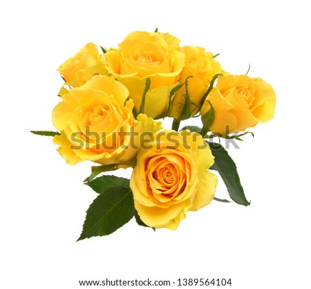 Yellow rose flowers isolated on white background 