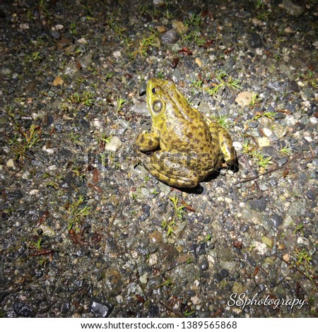 a toad outside on gravel