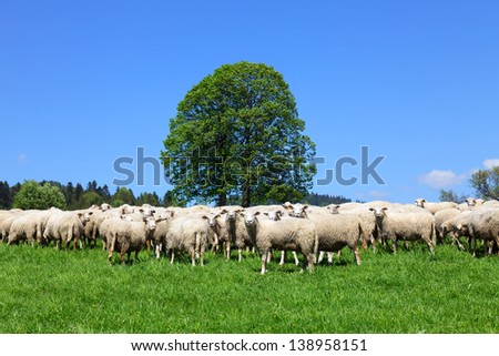 Flock of sheeps