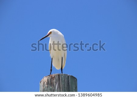 Snowy white egret bird perched on beach piling on sunny blue sky day. 