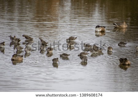 A flock of sandpipers standing in shallow water looking for food.  There are ducks scattered among the sandpipers. 