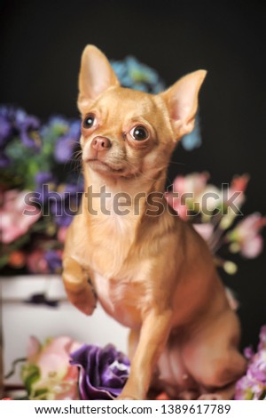 chihuahua and flowers in stidio