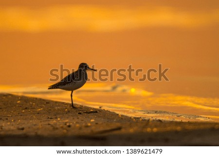 Wood sandpiper (Tringa glareola). Silhouette of a bird on the background of the lake at sunrise. Polesie. Ukraine
