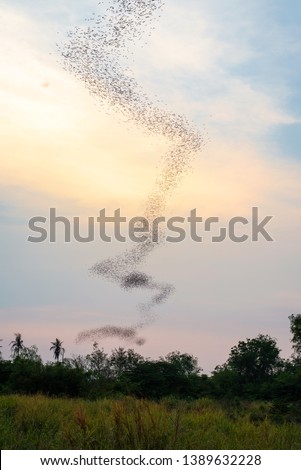 The swarm of bats fly late in the sunset
