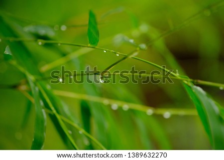 Raindrops on bamboo tree leaves. This raindrop is similar to morning dew. This picture is suitable for wallpaper or background. Macro photography.