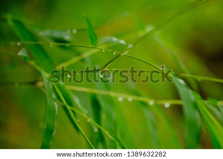 Raindrops on bamboo tree leaves. This raindrop is similar to morning dew. This picture is suitable for wallpaper or background. Macro photography.