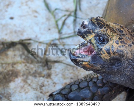 Close-up of a turtle's head with open mouth longing for food or yelling at the intruder. Blurry background and bokeh to highlight the turtle.