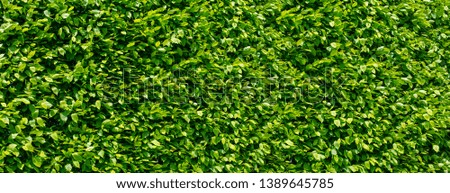 vertical garden with tropical green leaf, contrast