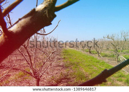 Field with trees and grass