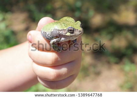 Gray Treefrog (Hyla versicolor) North American Tree Frog
