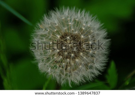 dandelion on green background, digital photo picture as a background