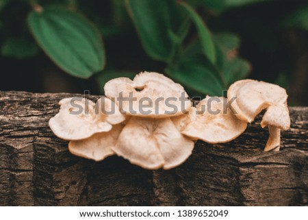 Wild Mushrooms Growing on a Decayed Tree Bark