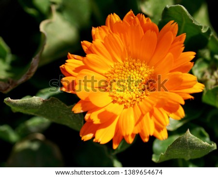 Calendula officinalis, the pot marigold, ruddles, common marigold or Scotch marigold, is a plant in the genus Calendula of the family Asteraceae. It is probably native to southern Europe    