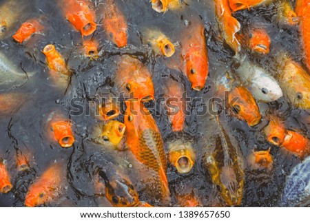 Goldfish Swimming in the Pond