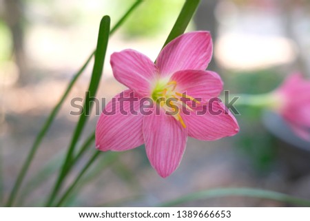 Pink rain lily flower or Zephyranthes blooming in the garden 