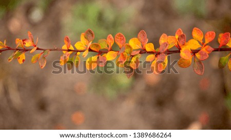 Bright barberry in the fall, ornamental shrubs and berries