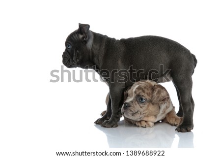 Side view an determined Amstaff puppy standing above and protecting its friend who is laying down scared, on white studio background