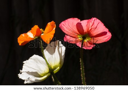 Three Colored Poppies in Silhouette