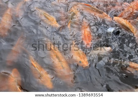 many gold fish at lake