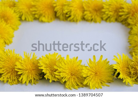 Creative frame of yellow dandelions on a white background. Beautiful, creative background for an inscription.