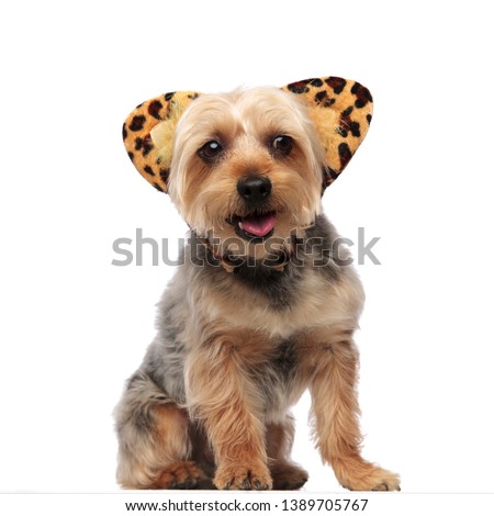 Picture of a Yorkshire Terrier panting and wearing a headband with feline ears on white studio background