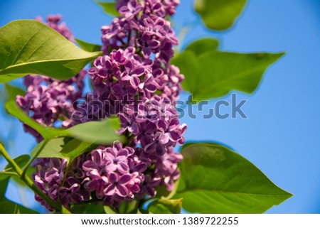beautiful branches of lilac, photo of lilac with a blurred background