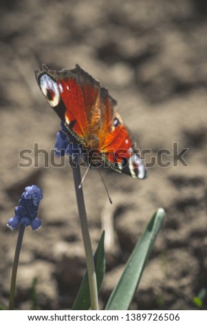 Macro photo of butterfly on the flower in a sunny forest