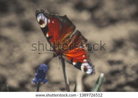 Macro photo of butterfly on the flower in a sunny forest