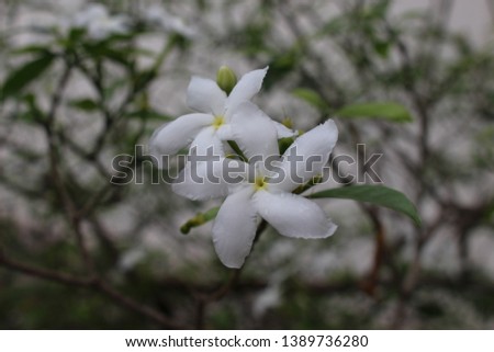 This flower is  commonly called pinwheel flower, crape jasmine, East India rose bay and Nero's crown is an evergreen shrub native to India and now cultivated throughout South East Asia and the warmer  Royalty-Free Stock Photo #1389736280