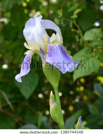 Closeup of beautiful flower of Iris germanica under the shadow of trees.