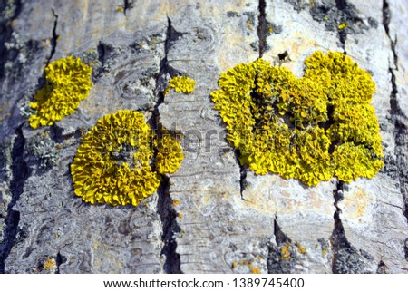 Aspen tree trunk bark with yellow moss, horizontal background texture close up detail top view